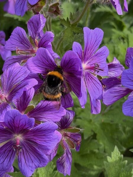 Bi og blomst - sommer